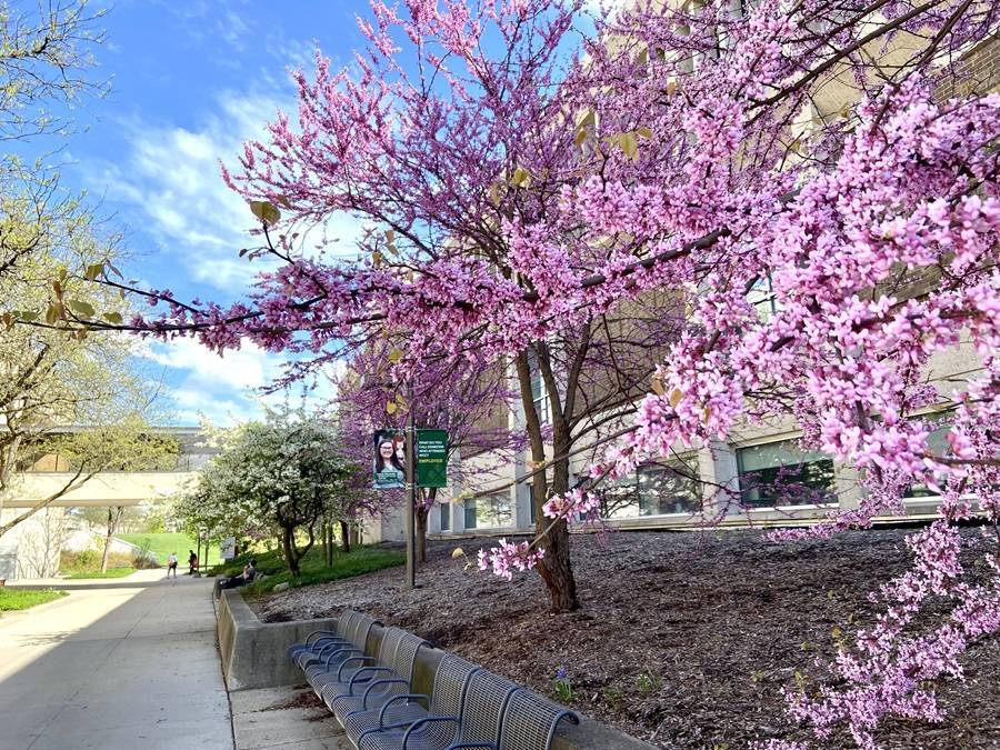 Spring at WCC 2025